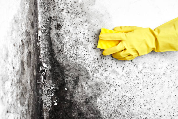 Professional Mold Removal in Edgewood, TX
